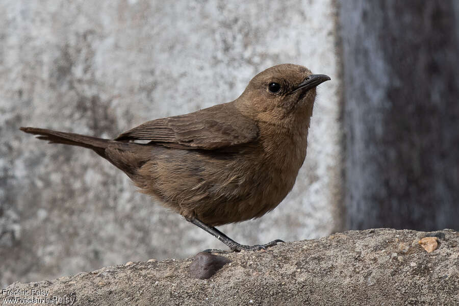 Traquet bistréadulte, identification