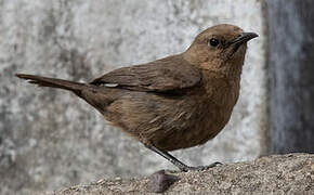 Brown Rock Chat