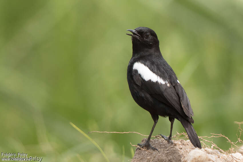 Sooty Chat male adult, pigmentation, song