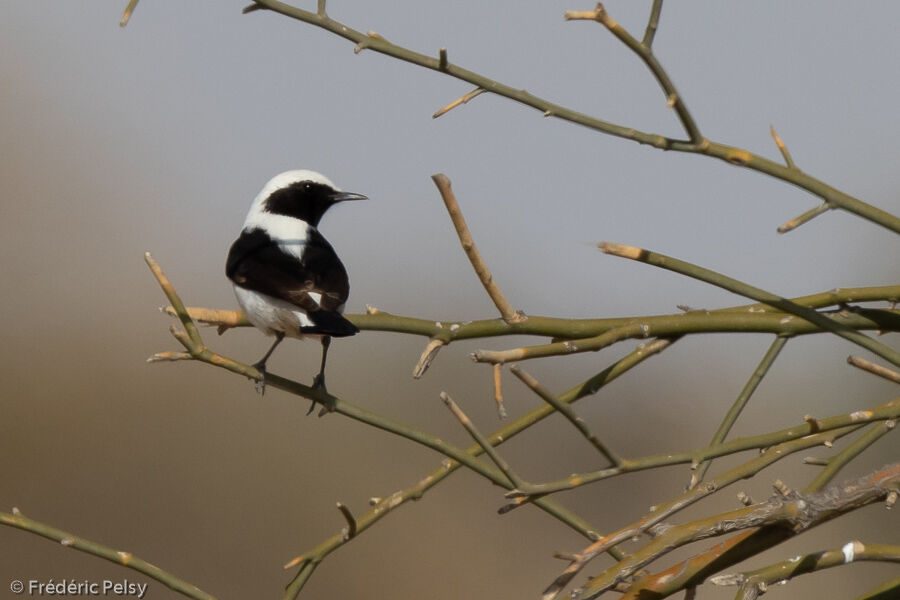 Finsch's Wheatear