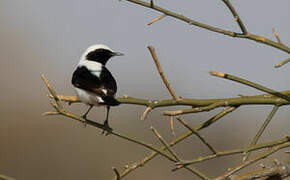 Finsch's Wheatear