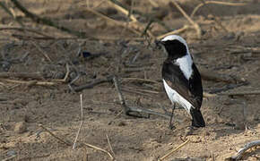 Finsch's Wheatear