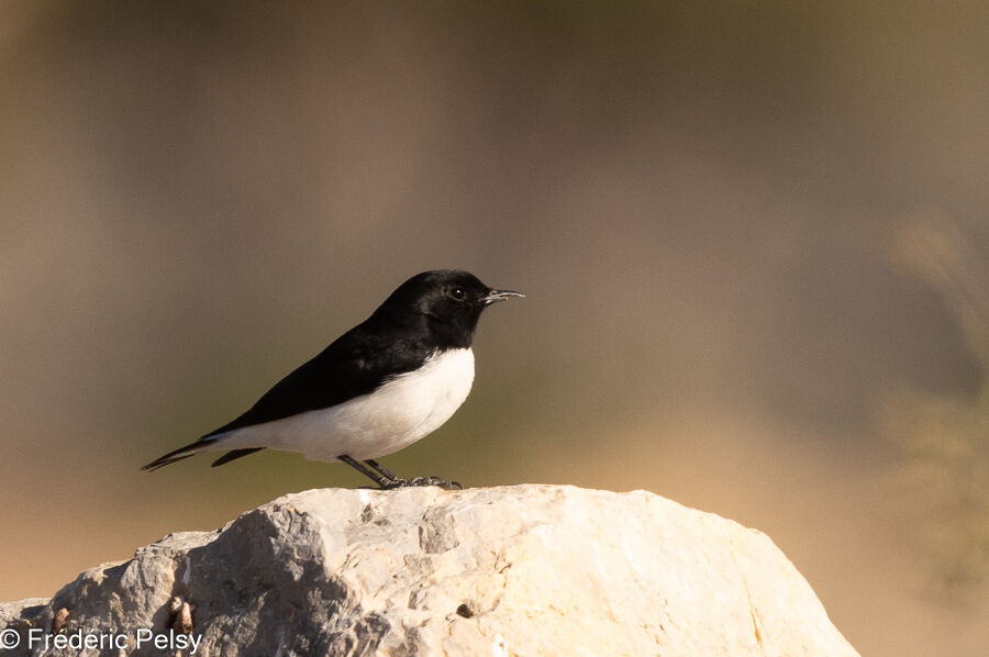 Hume's Wheatear