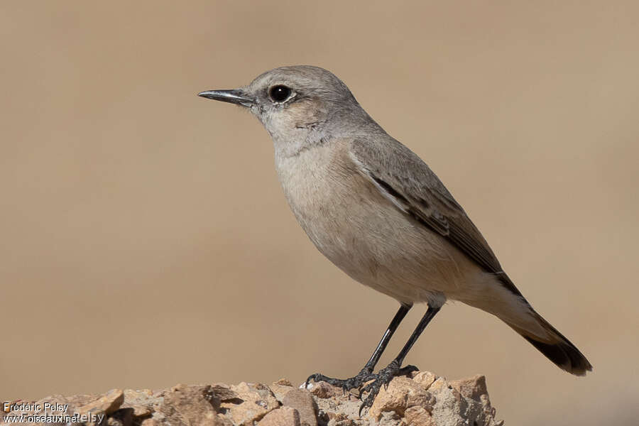 Red-tailed Wheatearadult