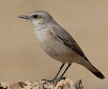 Red-tailed Wheatear