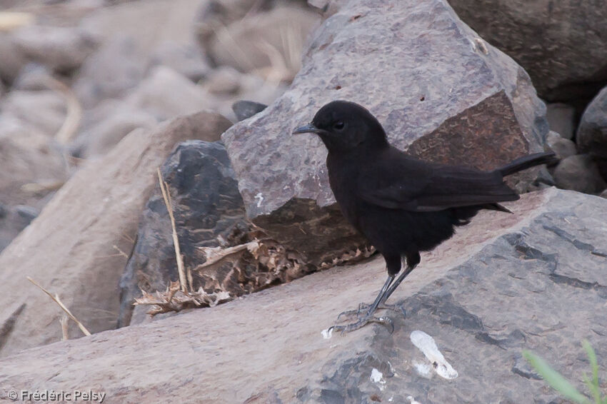 Rüppell's Black Chat