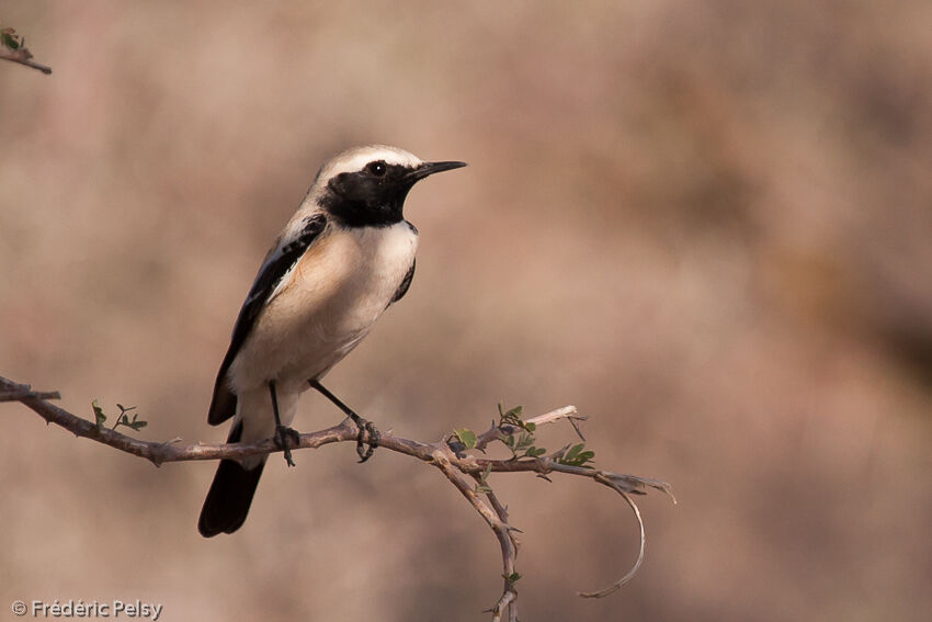 Desert Wheatear