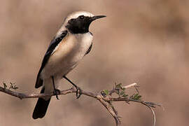 Desert Wheatear