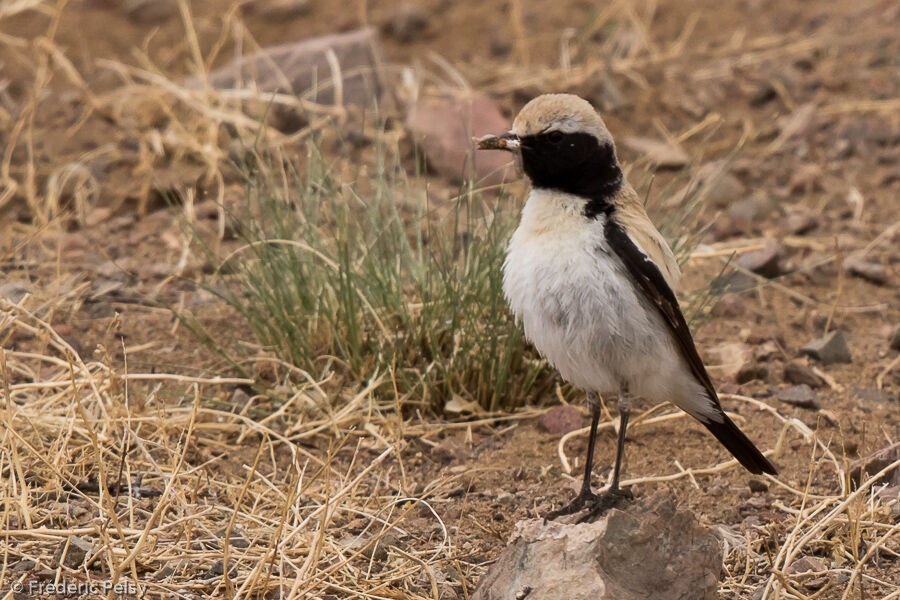 Desert Wheatear male adult, eats