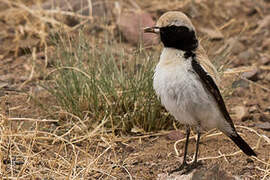 Desert Wheatear