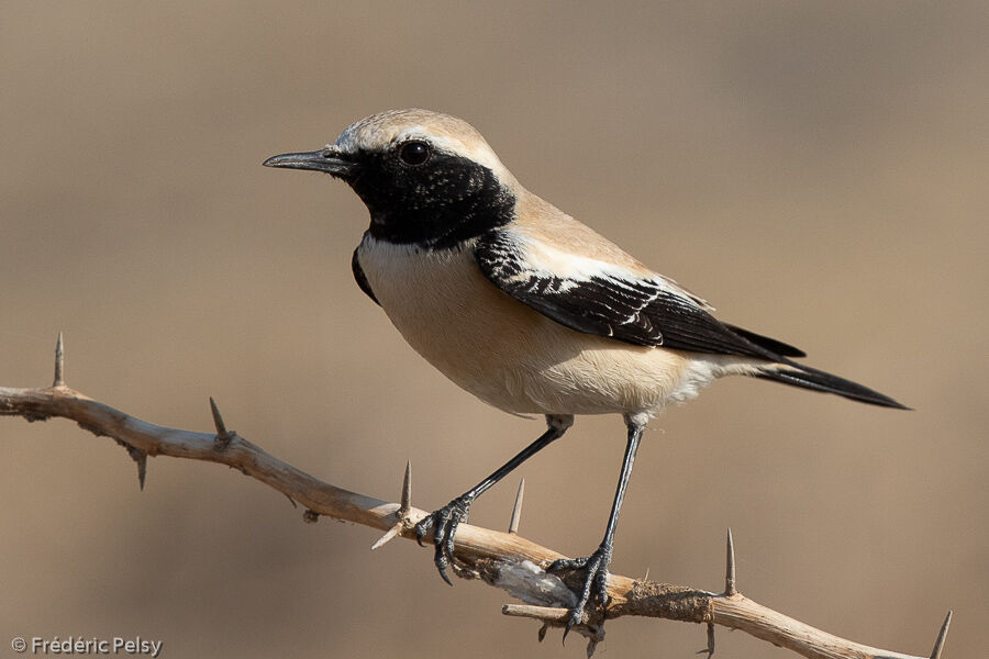Desert Wheatear male
