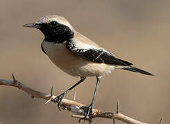 Desert Wheatear