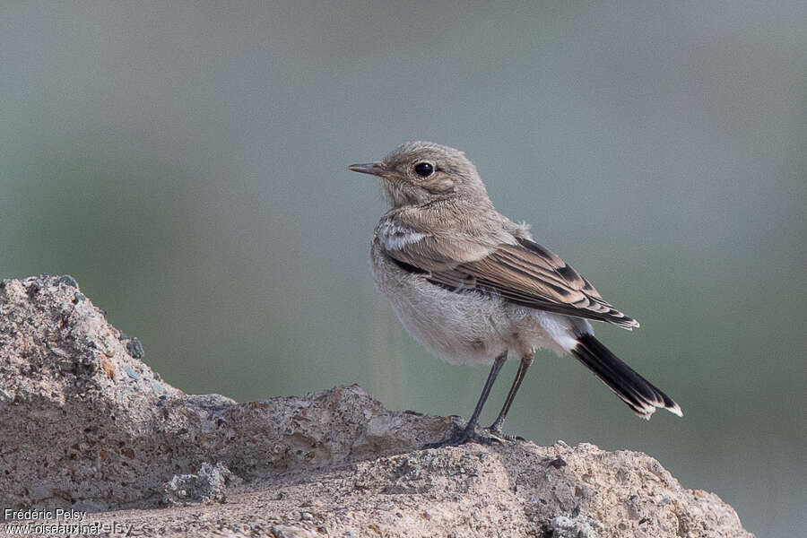 Traquet du désertjuvénile, identification