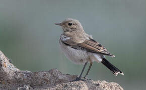 Desert Wheatear