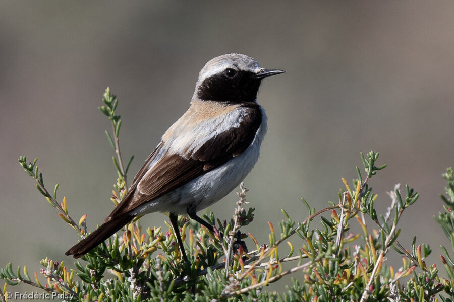 Desert Wheatear