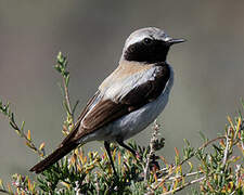 Desert Wheatear