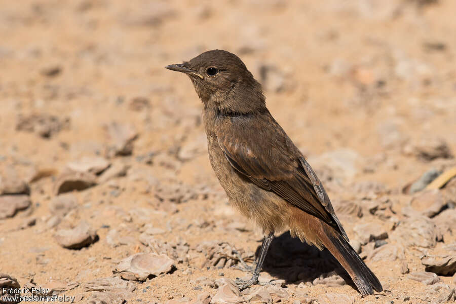 Traquet familierjuvénile, identification