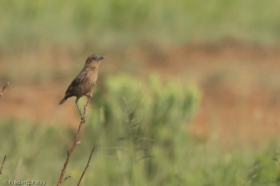 Ant-eating Chat female