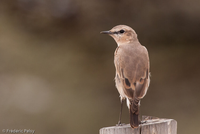 Isabelline Wheatear