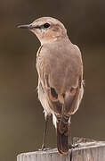 Isabelline Wheatear