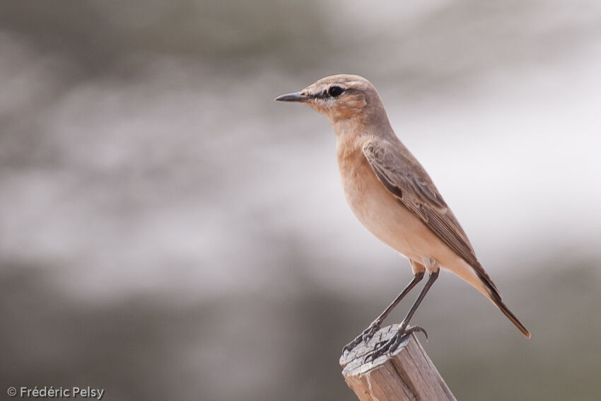 Isabelline Wheatear