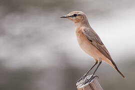 Isabelline Wheatear