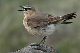 Isabelline Wheatear