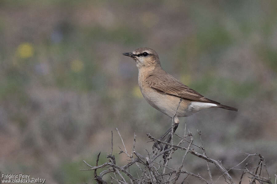 Isabelline Wheatear male adult breeding, identification