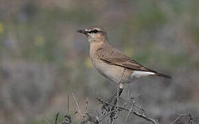 Isabelline Wheatear