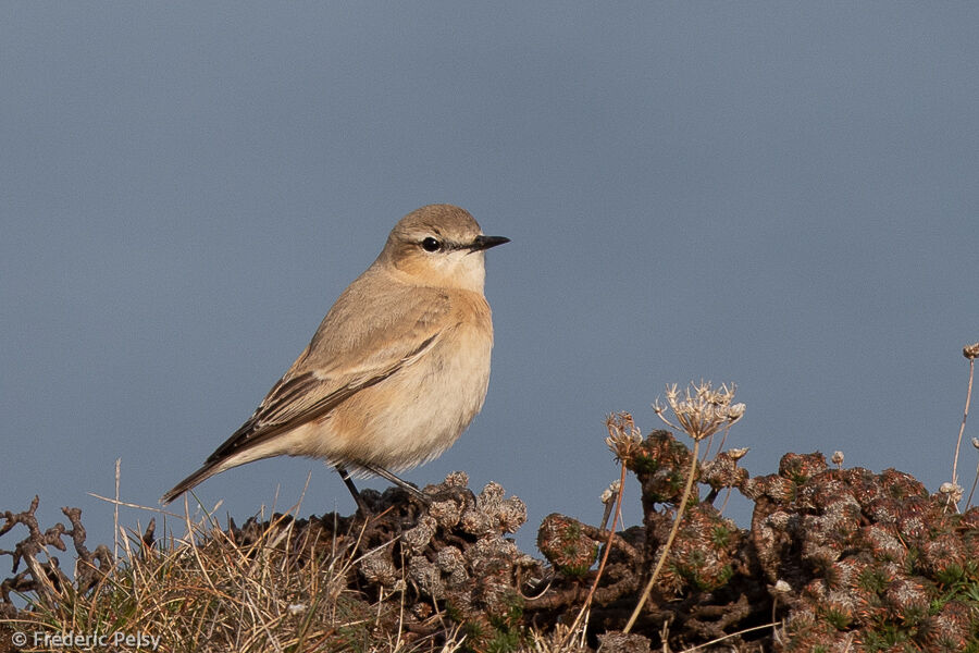 Isabelline Wheatear