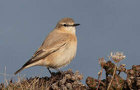 Isabelline Wheatear