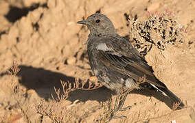 Mountain Wheatear