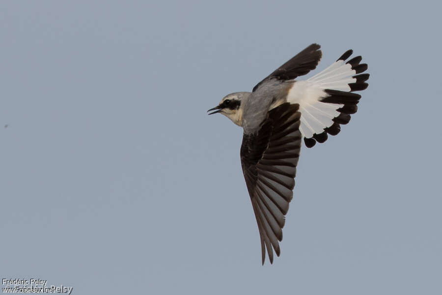 Northern Wheatear male adult, Flight