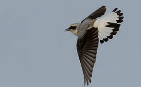 Northern Wheatear