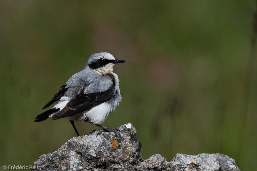 Northern Wheatear male adult