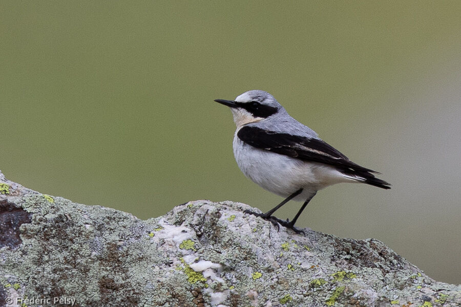 Northern Wheatear male adult