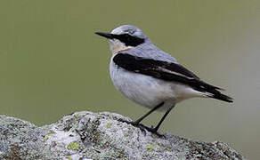 Northern Wheatear