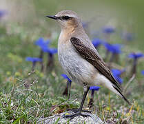 Northern Wheatear