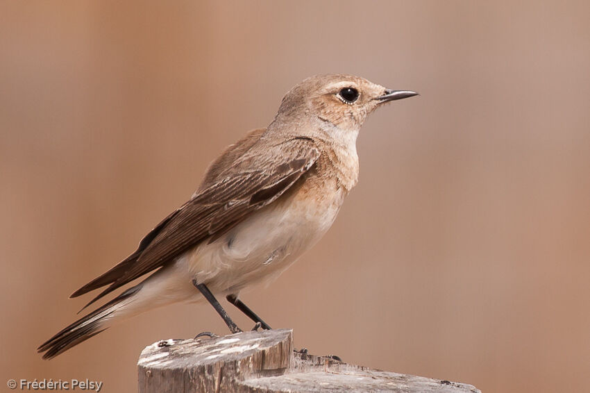 Eastern Black-eared Wheatear female adult post breeding, identification