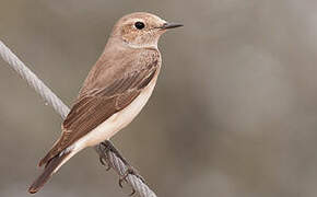 Eastern Black-eared Wheatear