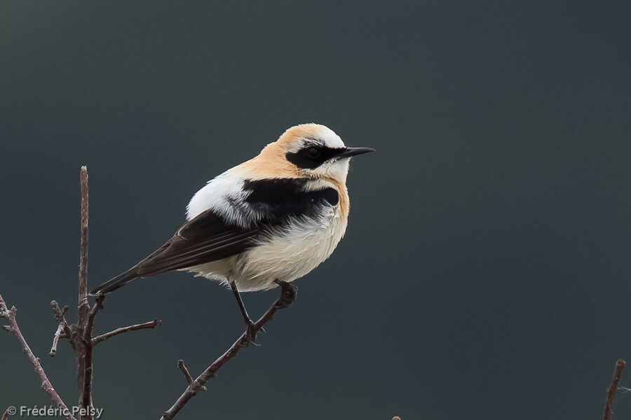 Black-eared Wheatear male adult