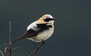 Black-eared Wheatear