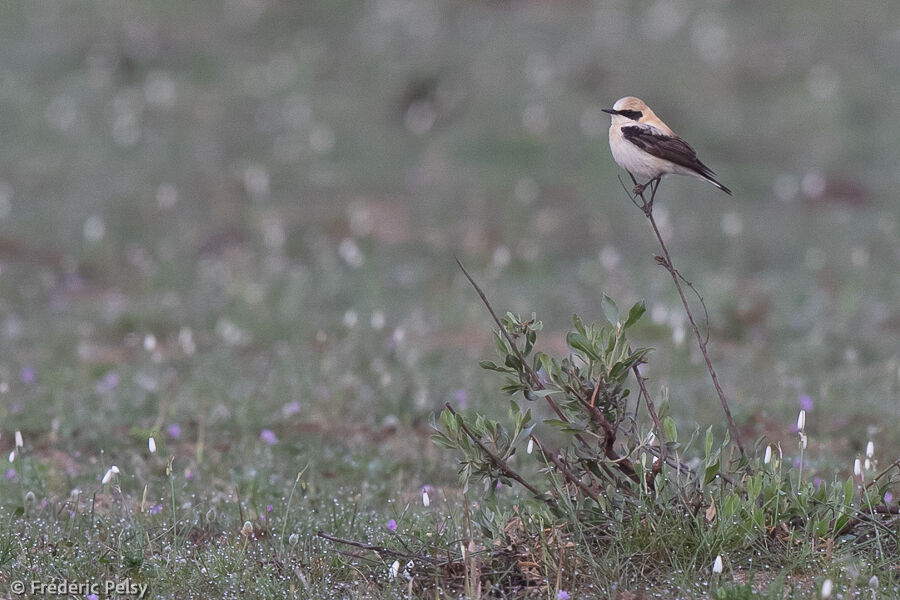 Western Black-eared Wheatear male