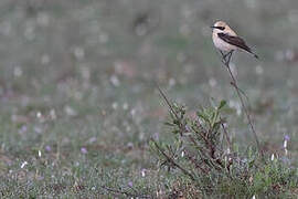 Western Black-eared Wheatear