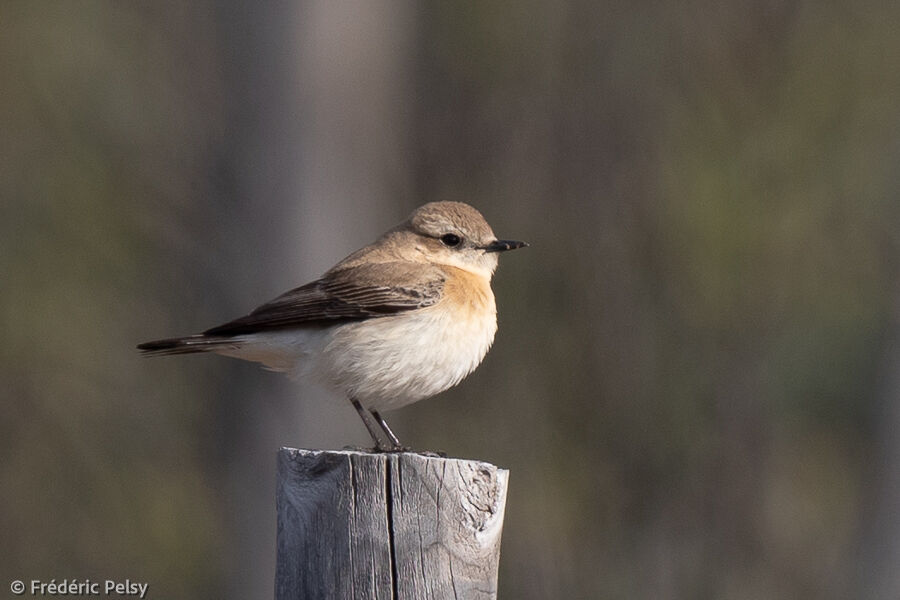 Western Black-eared Wheatear female adult