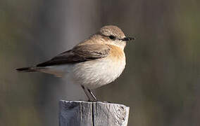 Western Black-eared Wheatear