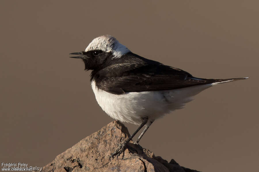 Pied Wheatear male adult breeding, identification, song