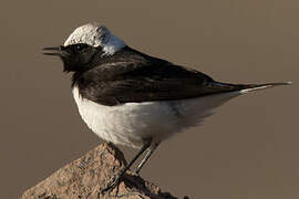 Pied Wheatear