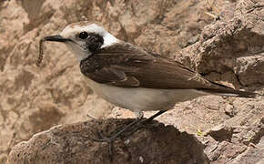 Pied Wheatear