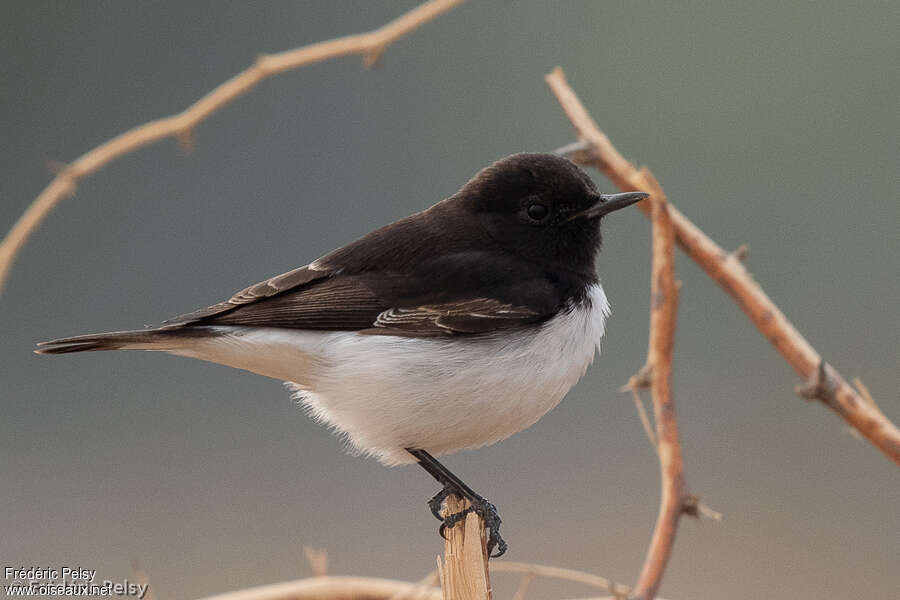 Variable Wheatear male adult breeding, identification